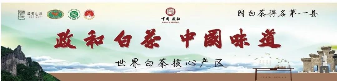 展团报道||政和县加大“政和白茶